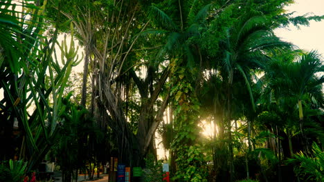Sonnenlicht-Kommt-Durch-Hohe-Exotische-Bäume-Aus-Dem-Tropischen-Resort