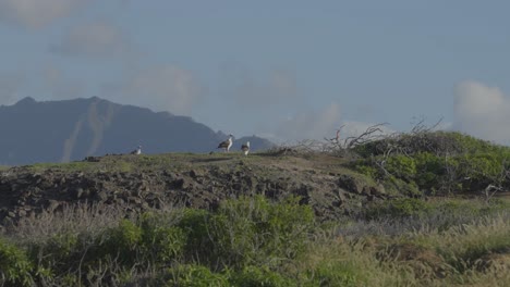 Ein-Paar-Laienalbatrosse-Stehen-Auf-Der-Spitze-Eines-Hügels-Und-überblicken-Ihren-Nistplatz-Und-Ihre-Kolonie-Am-Kaene-Point,-Oahu,-Hawaii
