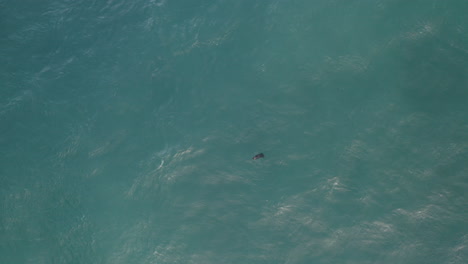 4K-overhead-of-pacific-sea-otters-chased-by-seagull