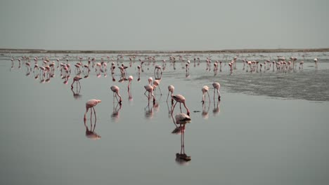 Large-flock-of-flamingos-gathered-on-shallow-wetlands,-cinematic-pan-with-reflections-in-water