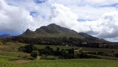 Evergreen-Landscape-Of-Mountain-And-Winery-Vineyards-In-Constantia,-Cape-Town,-South-Africa