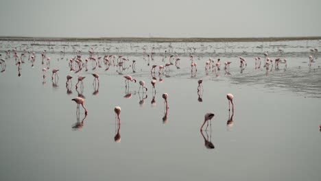Hundreds-of-flamingos-feed-in-shallow-wetlands-as-reflections-shimmer-in-water-on-the-mudflats