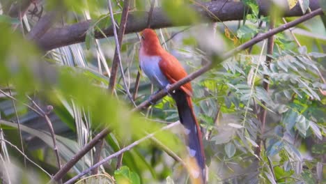 Primer-Plano-De-Ardilla-Cuco-Pájaro-Salvaje-Y-Colorido-Volando-Dentro-Del-Bosque-Selvático-En-Minca-Tropical,-Colombia