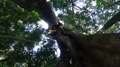 Kamerafahrt-Entlang-Eines-Riesigen-Baumes-Im-Dschungel