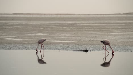 Tracking-pan-follows-flamingos-eating-on-edge-of-wetlands,-cinematic-reflection-on-water