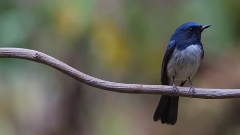 Facing-to-the-right-as-the-camera-zooms-out,-Hainan-Blue-Flycatcher-Cyornis-hainanus,-Thailand