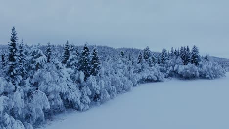 Düstere-Atmosphäre-Verschneiter-Bäume-Auf-Dem-Feld-Mit-Schneedecken