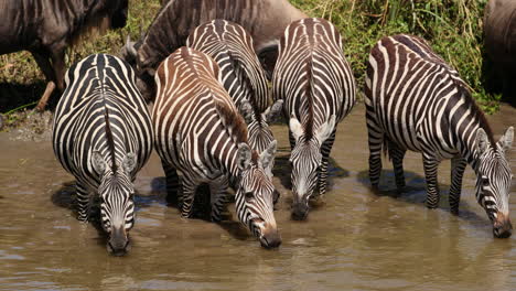 Herde-Zebras-Trinkt-Wasser-In-Masai-Mara,-Kenia---Nahaufnahme