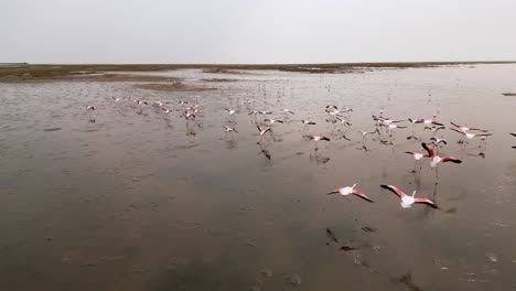 Flock-of-flamingos-soar-flapping-in-sky-and-land-in-section-of-muddy-wetlands,-drone-aerial-follow