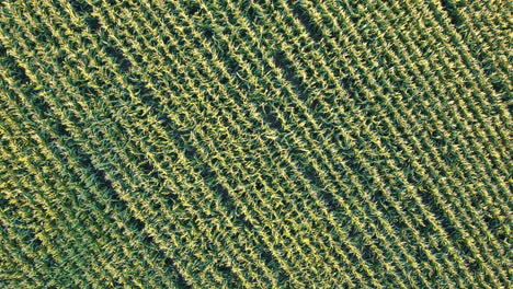 Dense-cornfield-texture-in-Bavarian-countryside,-Germany---aerial-top-view