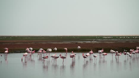 Flamingos-stand-on-stilted-legs-in-wetlands-with-sweeping-view-of-shrubbery-behind