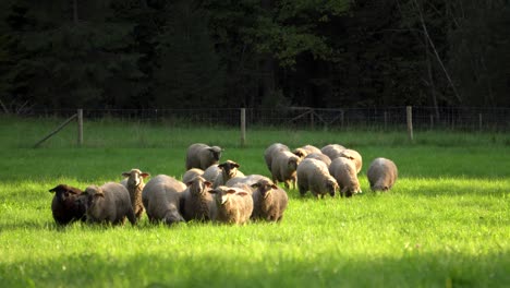 Herd-of-sheep-grazing-in-the-sunlight-and-walking-towards-the-camera