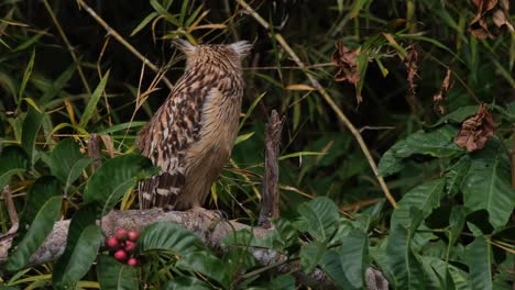 Facing-to-the-right-then-turns-to-the-back-and-steps-to-its-left,-Buffy-Fish-Owl-Ketupa-ketupu,-Thailand