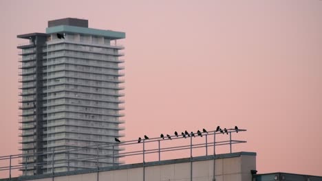 Vögel,-Die-In-Zeitlupe-Fliegen,-Und-Vögel,-Die-Auf-Dem-Dämmerrosa-Himmel-Des-Gebäudes-Sitzen