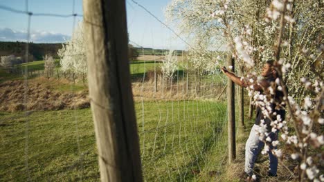 Black-Farmer-Holding-Onto-Fence-As-Wind-Blows-|-Blooming-White-Trees-in-Apple-Orchid,-Farmland-in-Germany,-Europe,-4K