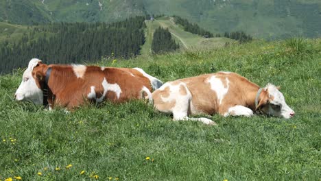 Ein-Paar-Rinder-Entspannen-Sich-Im-Sonnenlicht-Eines-Schönen-österreichischen-Tages
