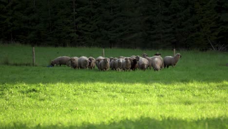 Small-herd-of-livestock-sheep-grazing-on-a-green-field-and-eating-lush-grass
