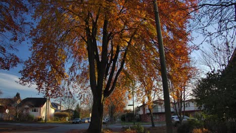 Hohe-Bäume-Mit-Herbstblättern-In-Der-Nähe-Einer-Friedlichen-Nachbarschaft-Im-Osten-Von-Vancouver,-Kanada
