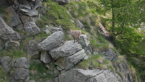 Alpine-ibex-calmly-climbs-on-rocky-mountain,-Italian-Alps