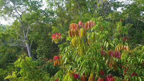 Nahaufnahme-Der-üppigen,-Harten-Vegetation-Grüner,-Roter-Und-Orangefarbener-Bäume-In-Minca,-Kolumbien