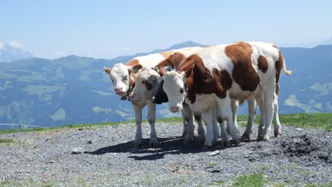 Small-group-of-cattle-stand-near-mountainous-ledge,-Alpine-region-backdrop