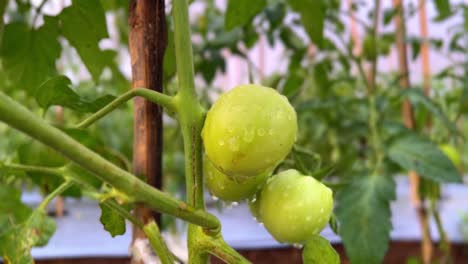 Dewy-green-tomato-on-the-plant-in-the-plantation
