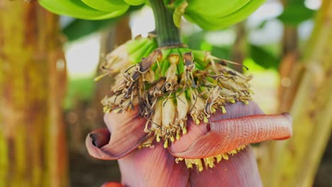 Flowering-Banana-plant-with-green,-unripe-bananas-emerging,-tilt-up