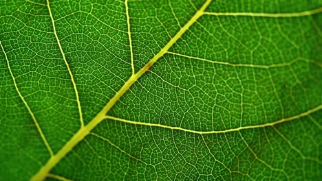 macro-detail-of-a-leaf