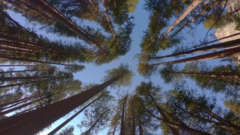 360-shot-of-a-circle-of-trees-from-below