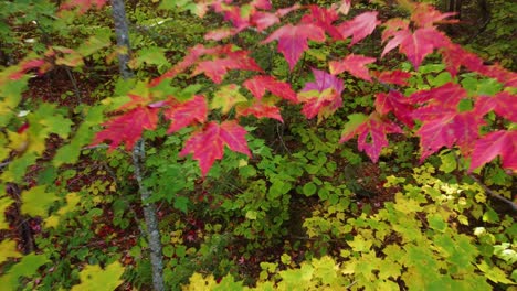 Forward-aerial-of-colorful-maple-leaves-in-Canadian-forest-in-autumn
