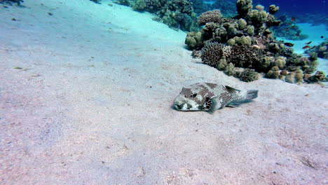 Map-Pufferfish-underwater-in-the-coral-reef-of-Dahab,-Egypt