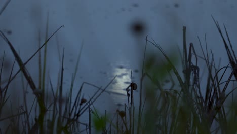 slowly-moving-moonlight-reflection-in-water-hiding-behind-wild-plants-and-tall-leaves-growing-in-the-meadow