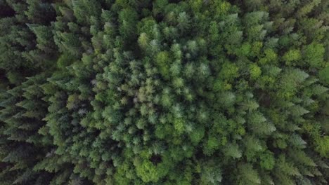 Aerial-rotation-shot-of-a-forest