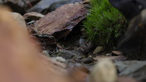Hiking-footwear-crossing-small-mountain-stream,-close-up