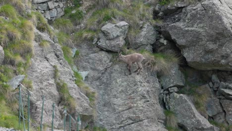Ibex-carefully-climbs-along-mountain-cliff-towards-hiking-path