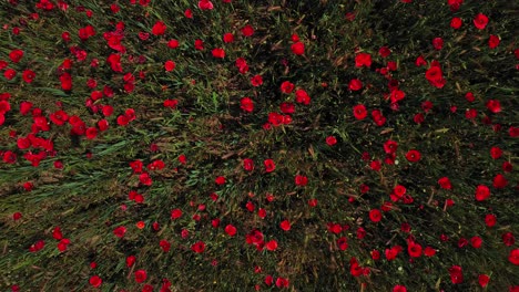 Vertikale-Zenithöhe-Der-Drohne-über-Blühenden-Feldern-Mit-Roten-Mohnblumen