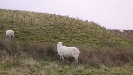 Schafe-Auf-Der-Weide-Auf-Der-Isle-Of-Skye,-Hochland-Von-Schottland