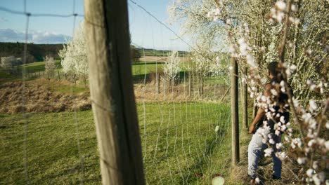 Black-Farmer-Looking-Through-Fence-As-Wind-Particles-Blow-|-Blooming-White-Trees-in-Apple-Orchid,-Farmland-in-Germany,-Europe,-4K