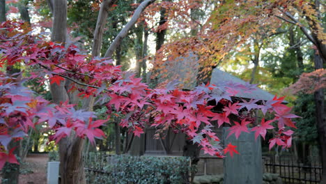 Japanese-maple-is-a-small-deciduous-tree-or-large-shrub-with-a-broadly-spreading-crown