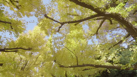 In-Einigen-Vierteln-Von-Tokio-(Japan)-Wachsen-Große-Ginkobäume,-Die-Sich-Im-Herbst-Intensiv-Gelb-Verfärben-Und-Eine-Sehr-Schöne-Märchenlandschaft-Ergeben