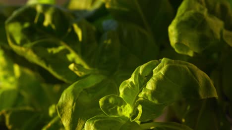 Fresh-basil-leaves-watered-during-golden-sunset,-close-up-of-culinary-herb