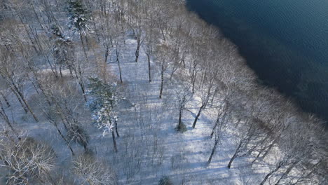 Aerial-view-of-a-serene-winter-landscape,-snowy-trees-beside-a-calm-lake