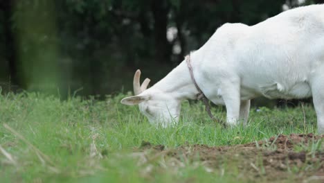 Tiefaufnahme-Mit-Gras-Im-Vordergrund-Einer-Weißen-Ziege,-Die-Gras-Auf-Dem-Bauernhof-Frisst