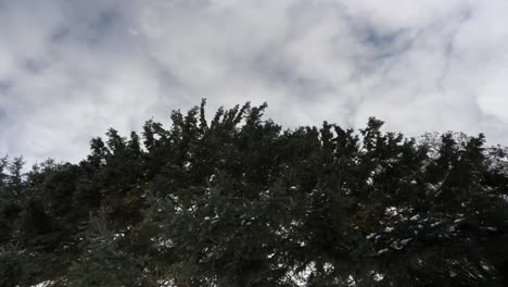 Evergreen-trees-dusted-with-snow-under-a-cloudy-sky,-hint-of-winter's-chill