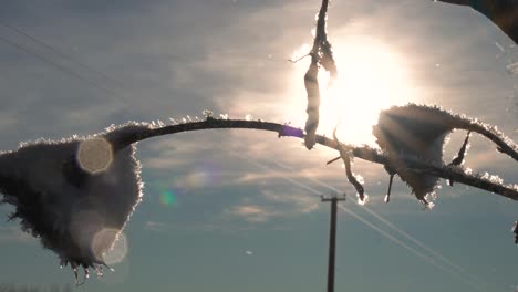 Frozen-flower-head-silhouette-on-bright-sun-illuminated-sky,-winter-season