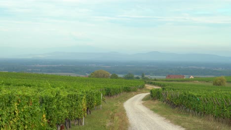 Vineyards-near-Kayserberg-Village-in-Colmar-with-Offroad-Leading-to-Town-in-Autumn