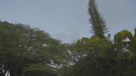 Kippen-Sie-Nach-Unten-Auf-Eine-Straße,-Die-Auf-Beiden-Seiten-Und-Oben-Von-Bäumen-Auf-Der-Insel-Oahu-In-Hawaii-Umschlossen-Ist