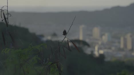 Ein-Singvogel-Zeichnet-Sich-Als-Silhouette-Vor-Der-Stadt-Honolulu-Ab,-Während-Die-Sonne-Auf-Oahu,-Hawaii,-Untergeht