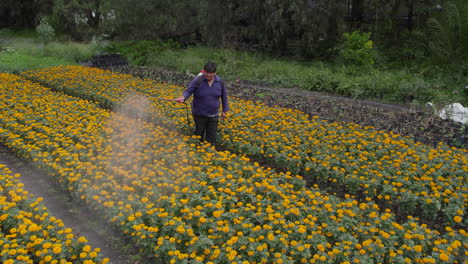 Drone-video-of-a-Mexican-man-spraying-a-field-of-cempasuhil-in-Xochimilco,-Mexico-City