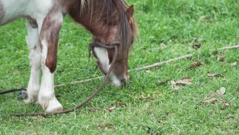 Gefesseltes-Pony,-Das-Gras-Auf-Dem-Bauernhof-Frisst